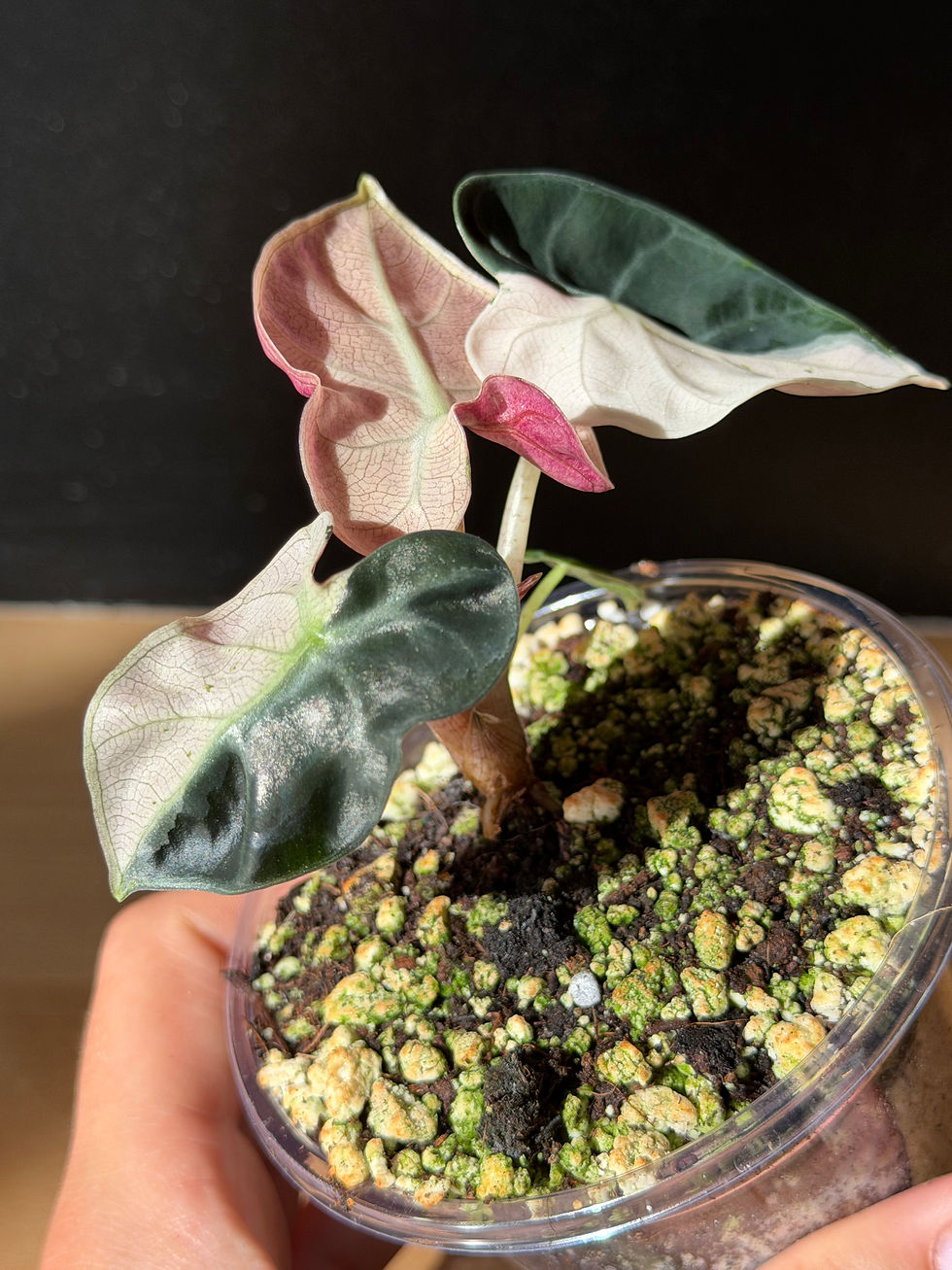 Miniature : Alocasia balloon heart pink
