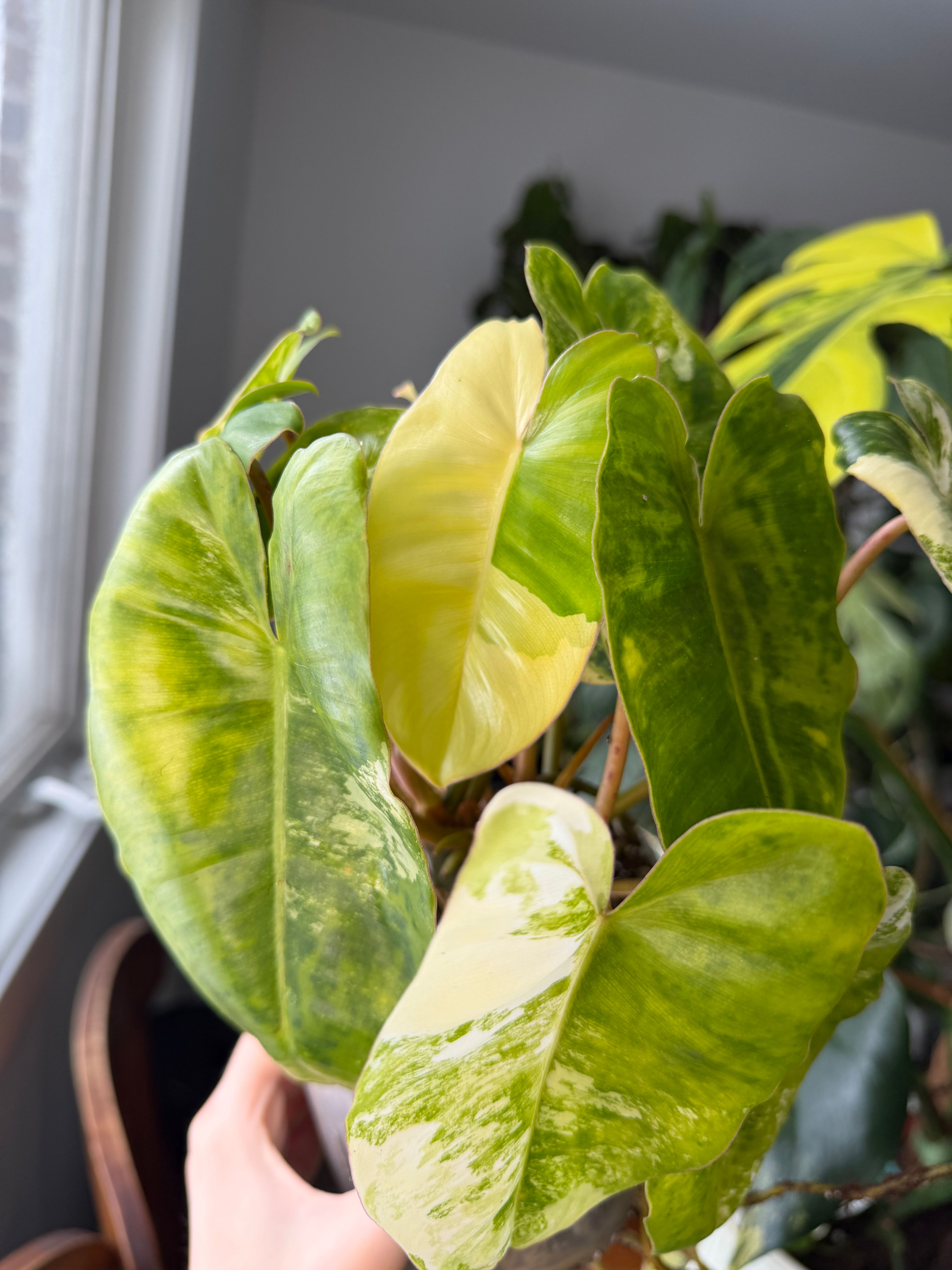 Philodendron burle marx variegata