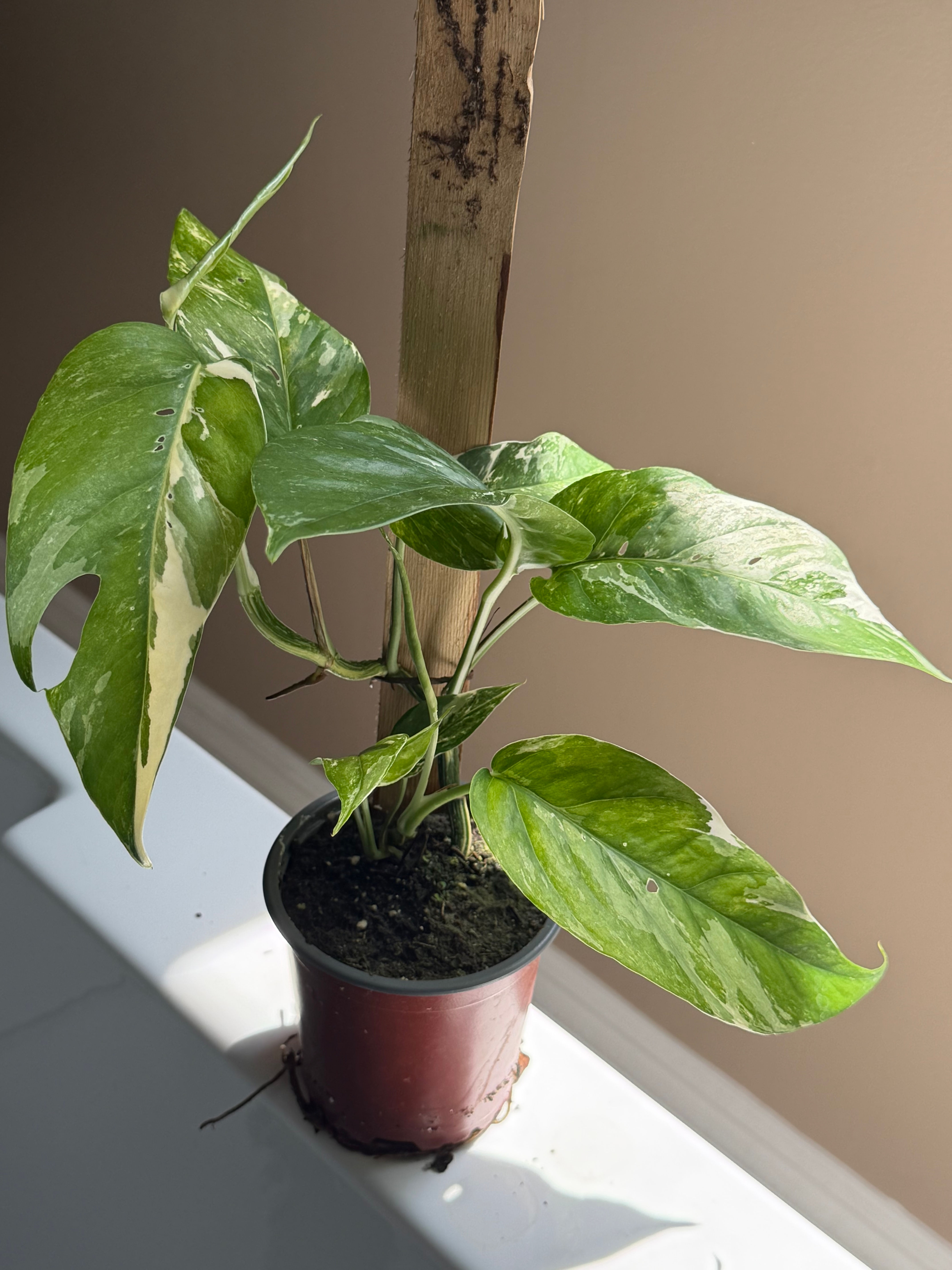  EPIPREMNUM PINNATUM ALBO VARIEGATA 