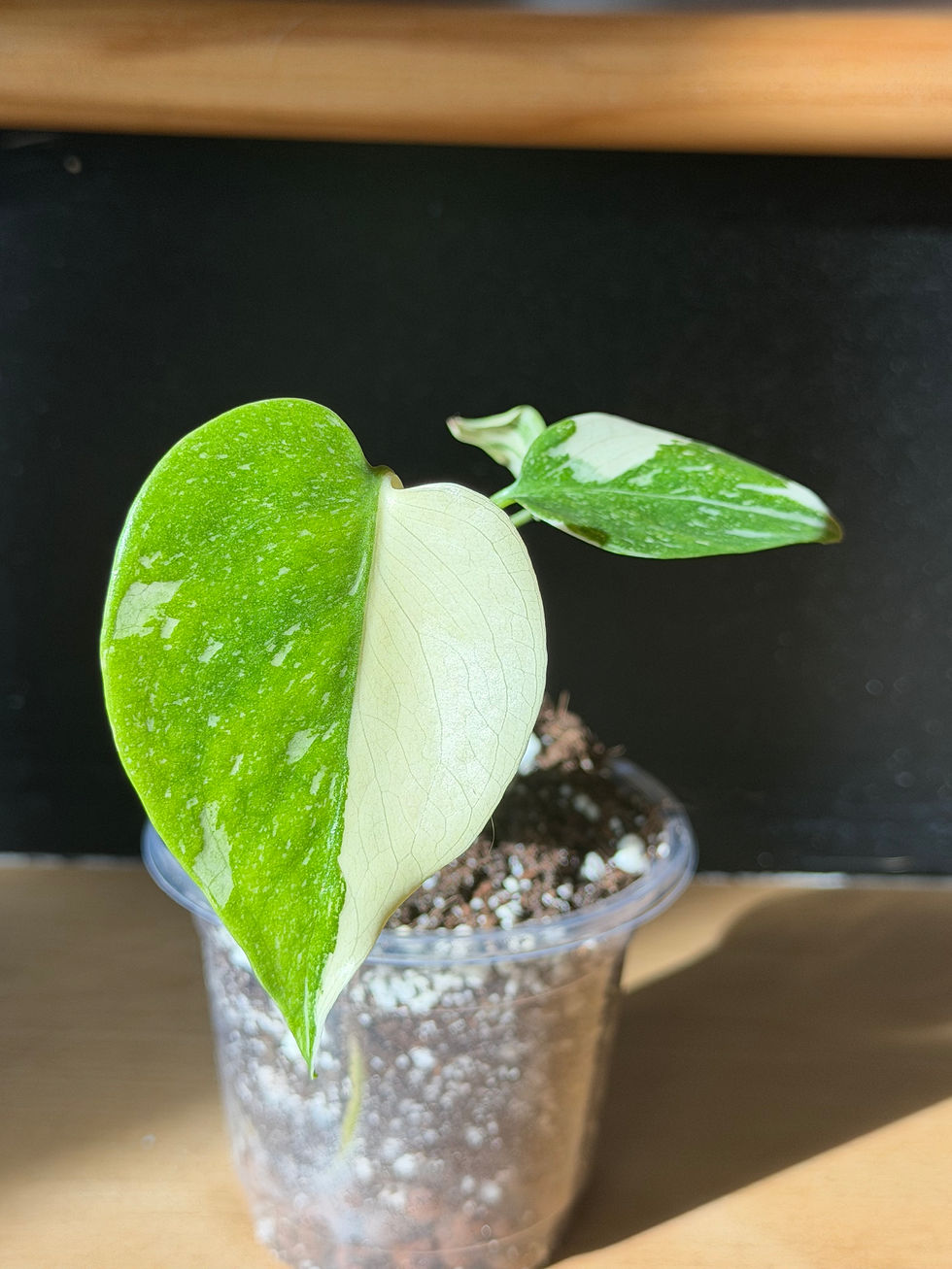 Miniature : Monstera crème brûlée