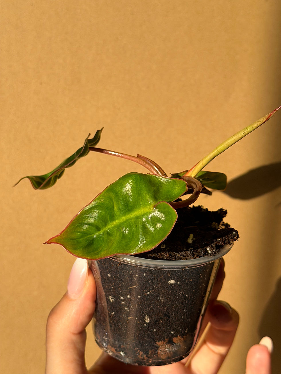 Miniature : Philodendron billitiae 