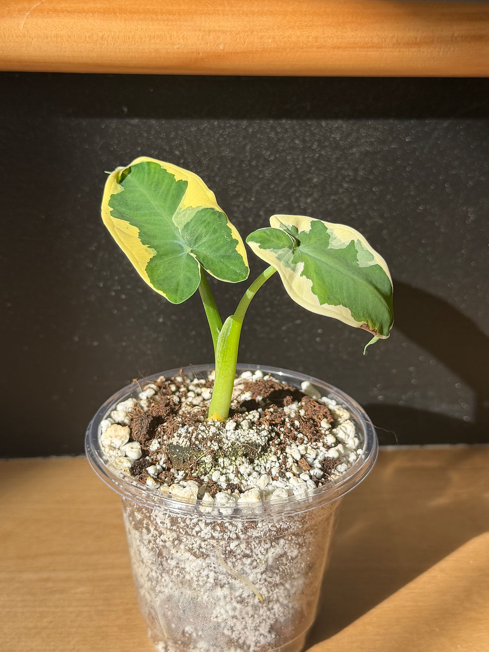 Miniature : Alocasia mickey mouse variegata