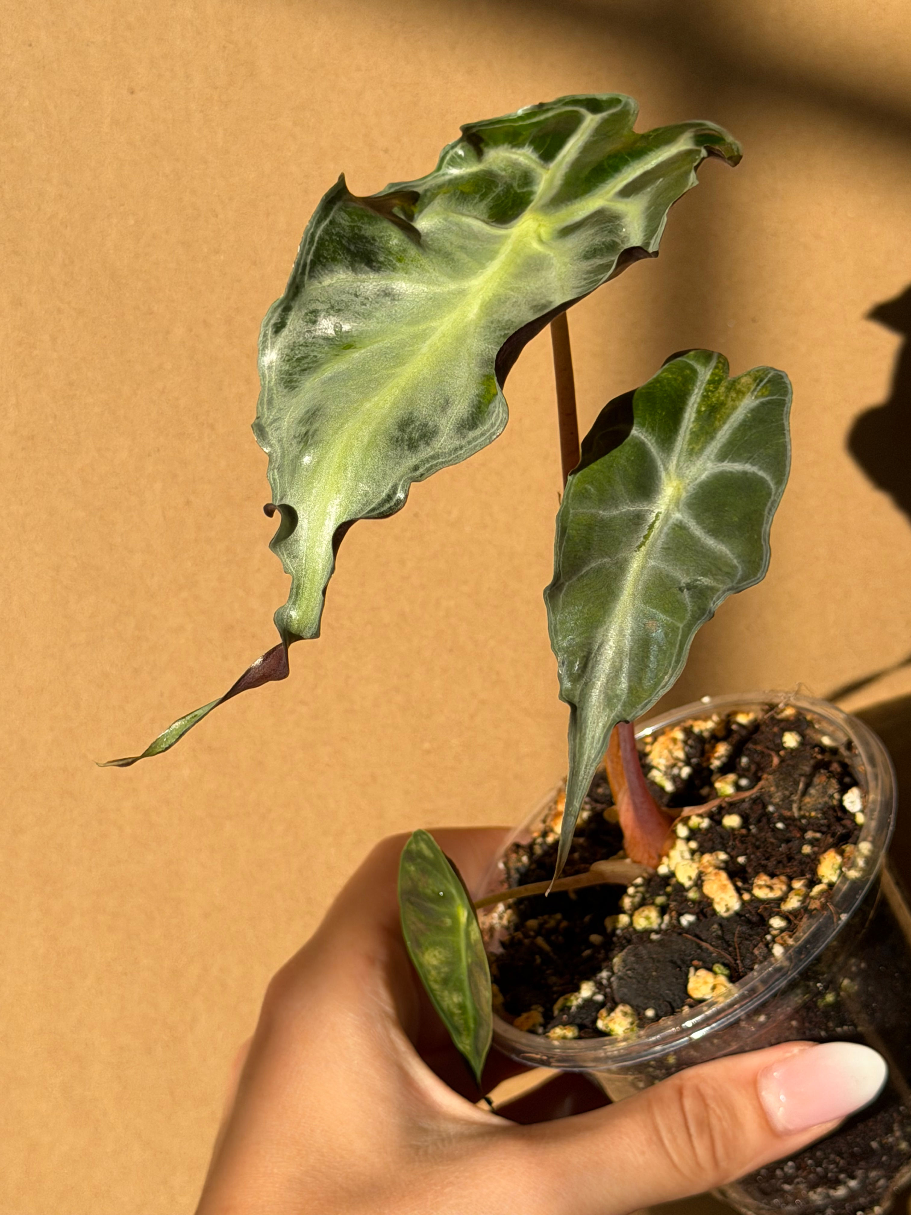 Alocasia venom