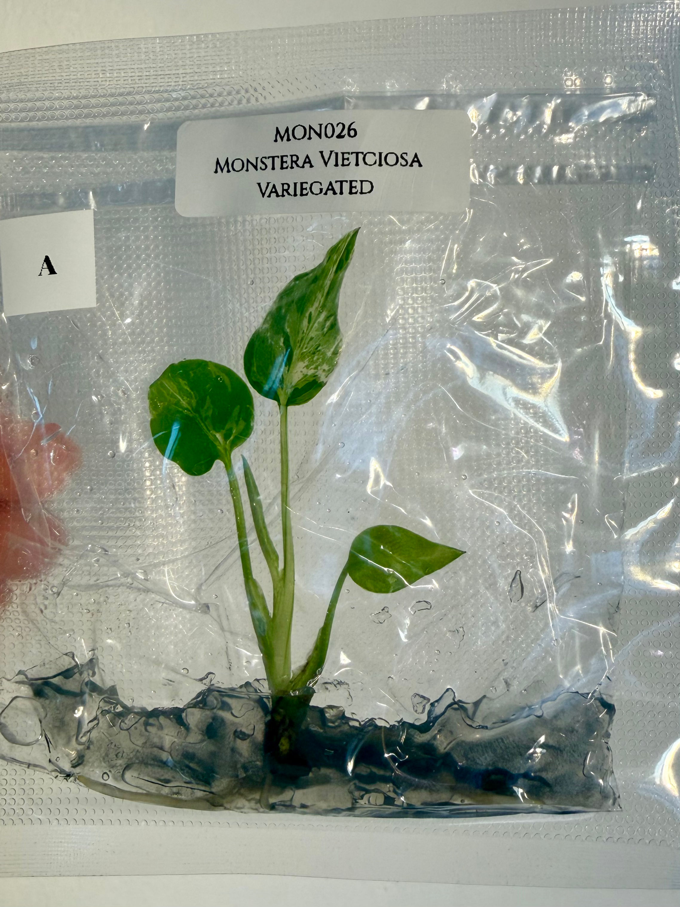 Monstera vietciosa variegata