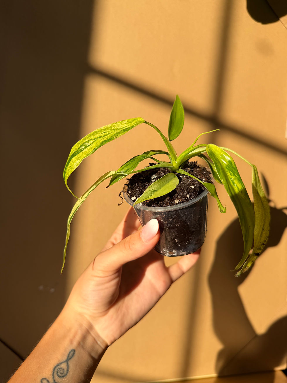 Miniature : Philodendron holtonianum variegata