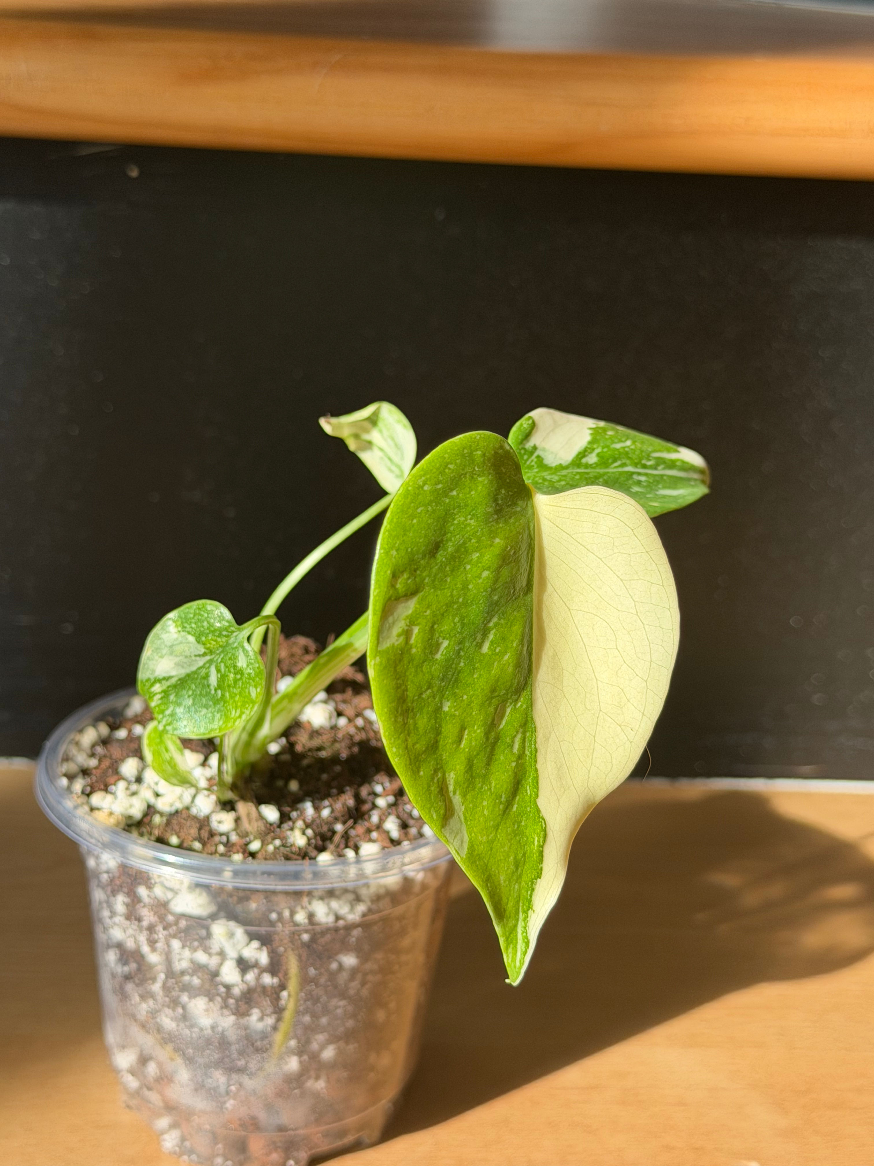 Monstera crème brûlée