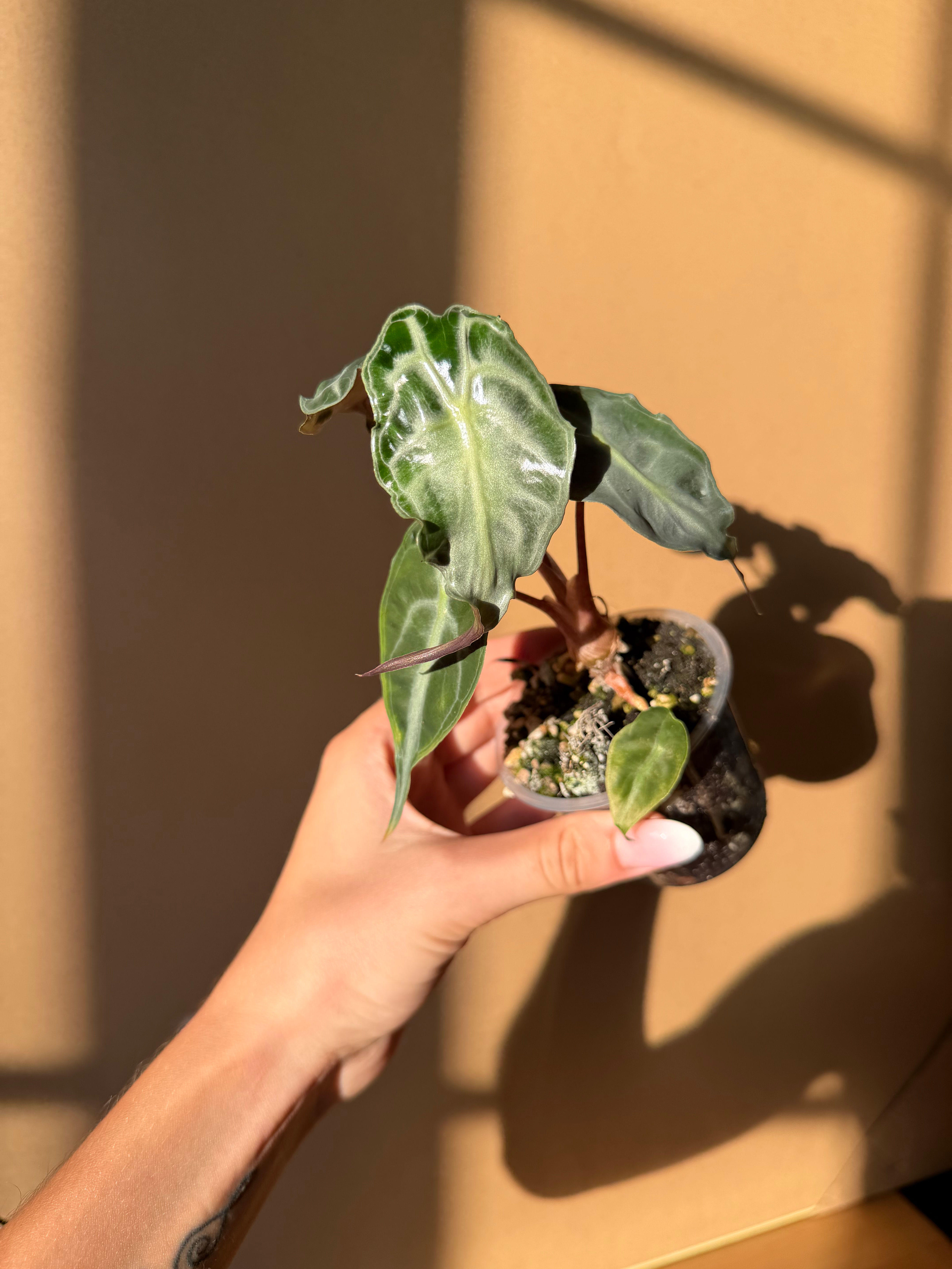 Alocasia venom & 4 corms