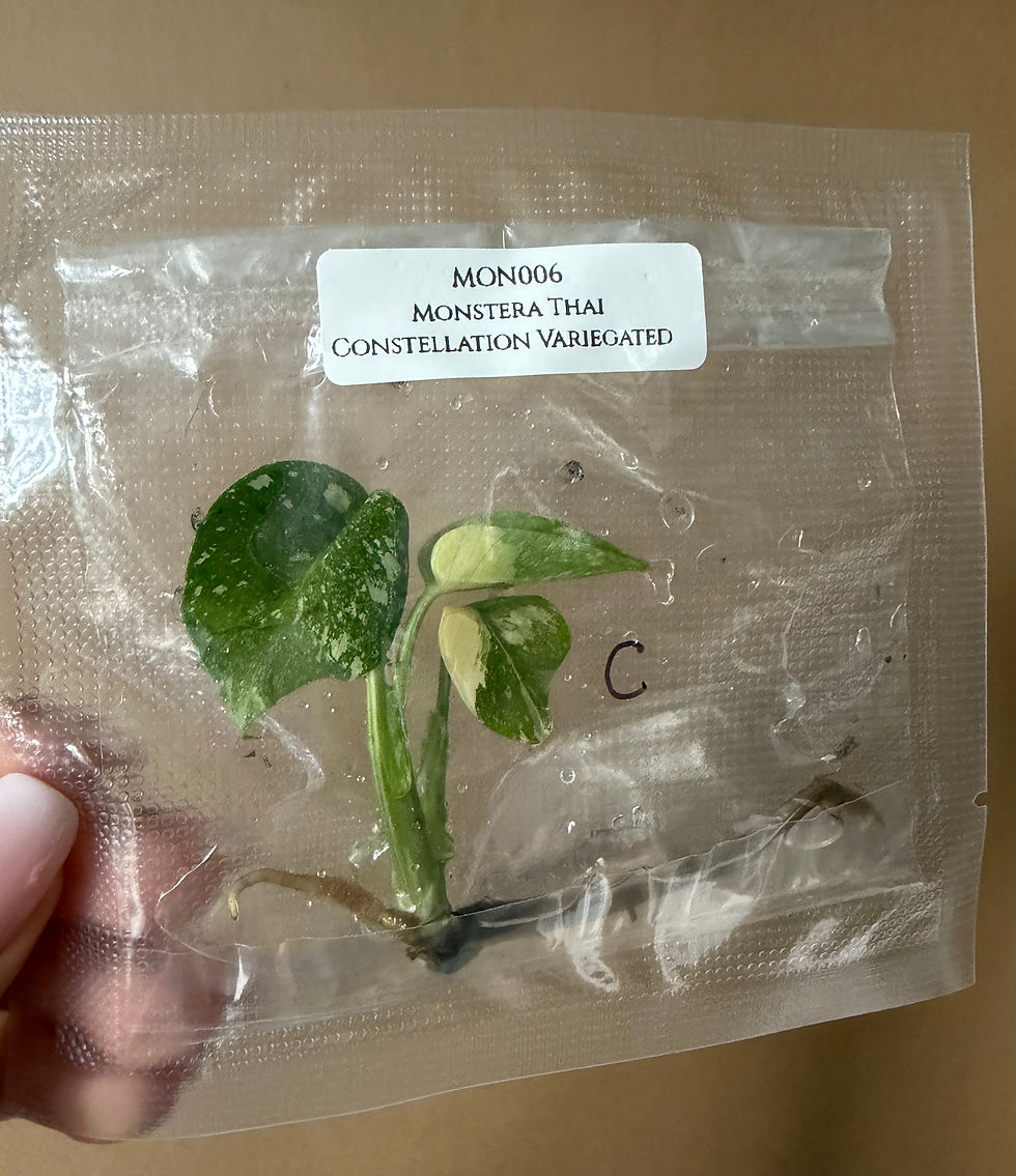 Miniature : Monstera thaï constellation 