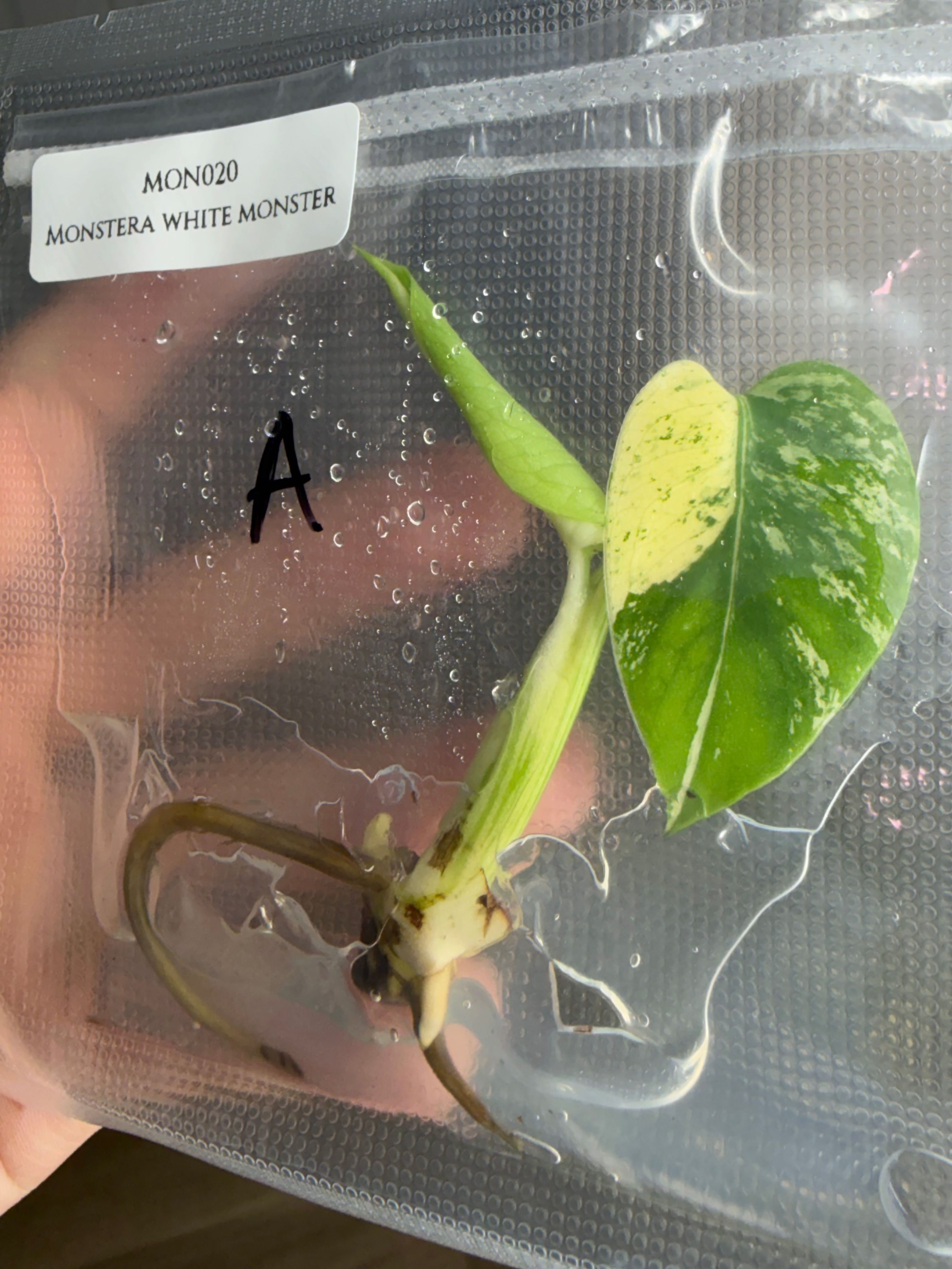 Monstera white monster