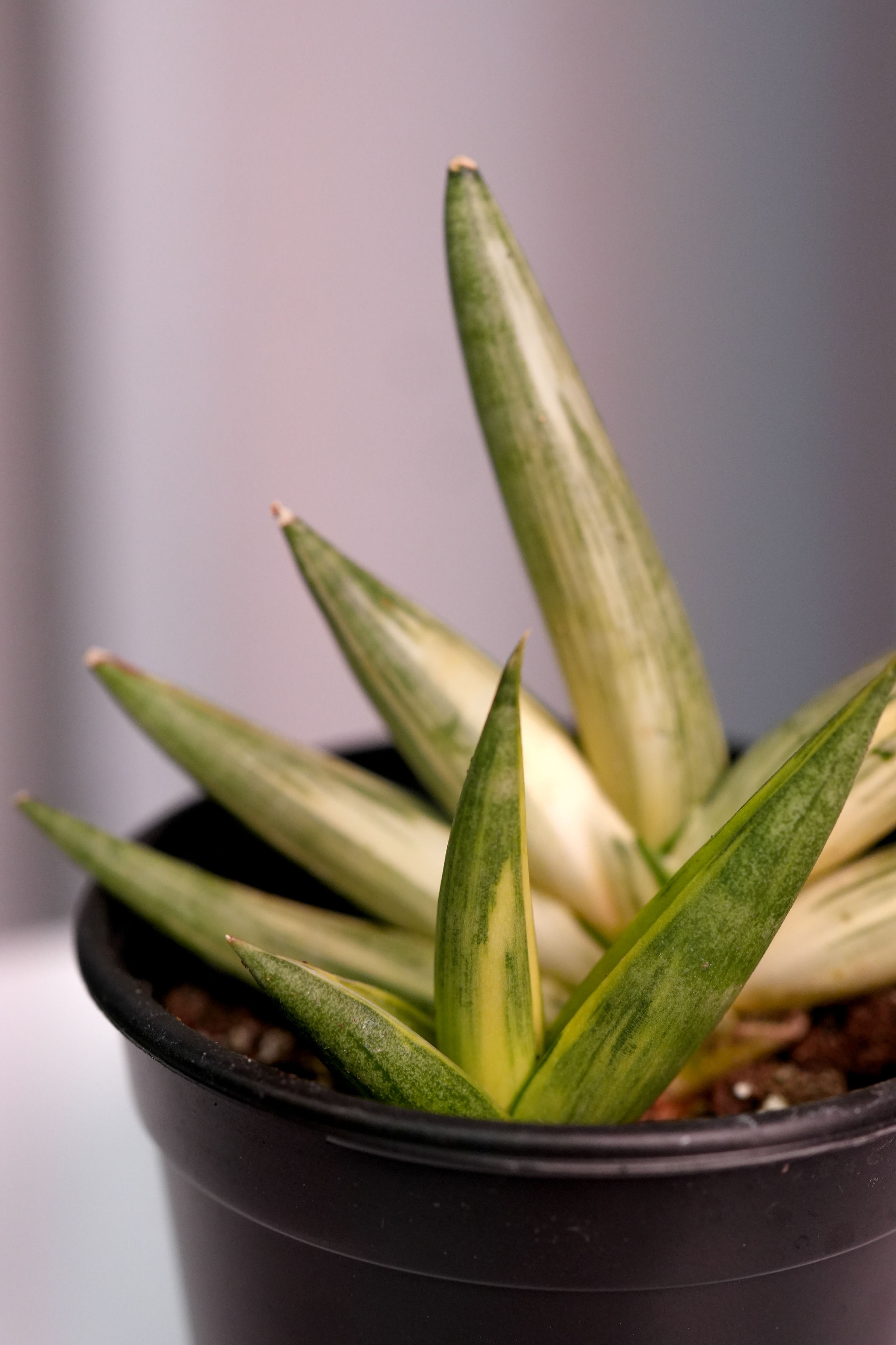 Sansevieria Boncel Variegata