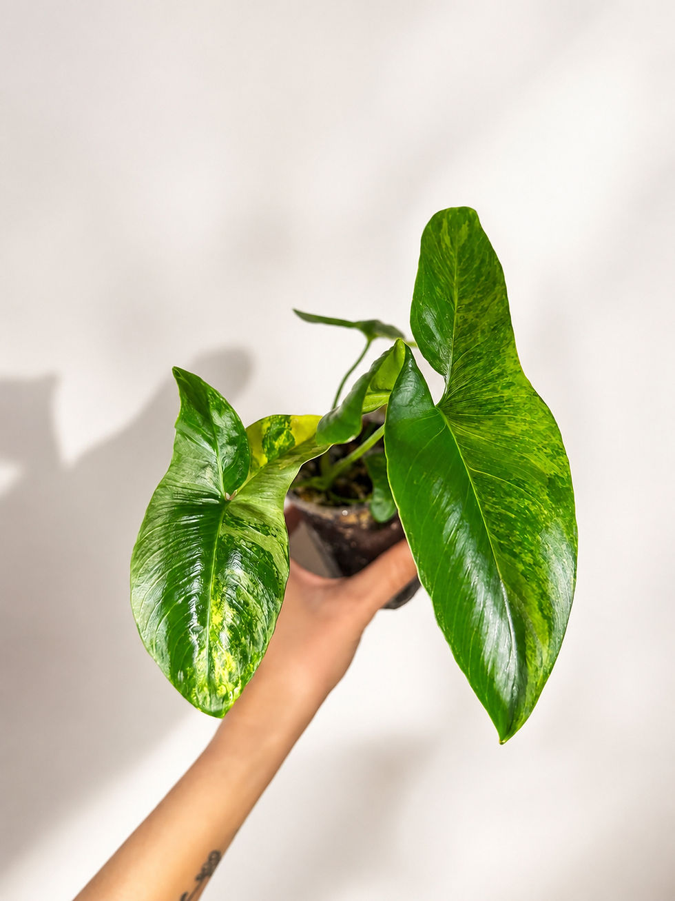 Miniature : Philodendron goeldii variegata