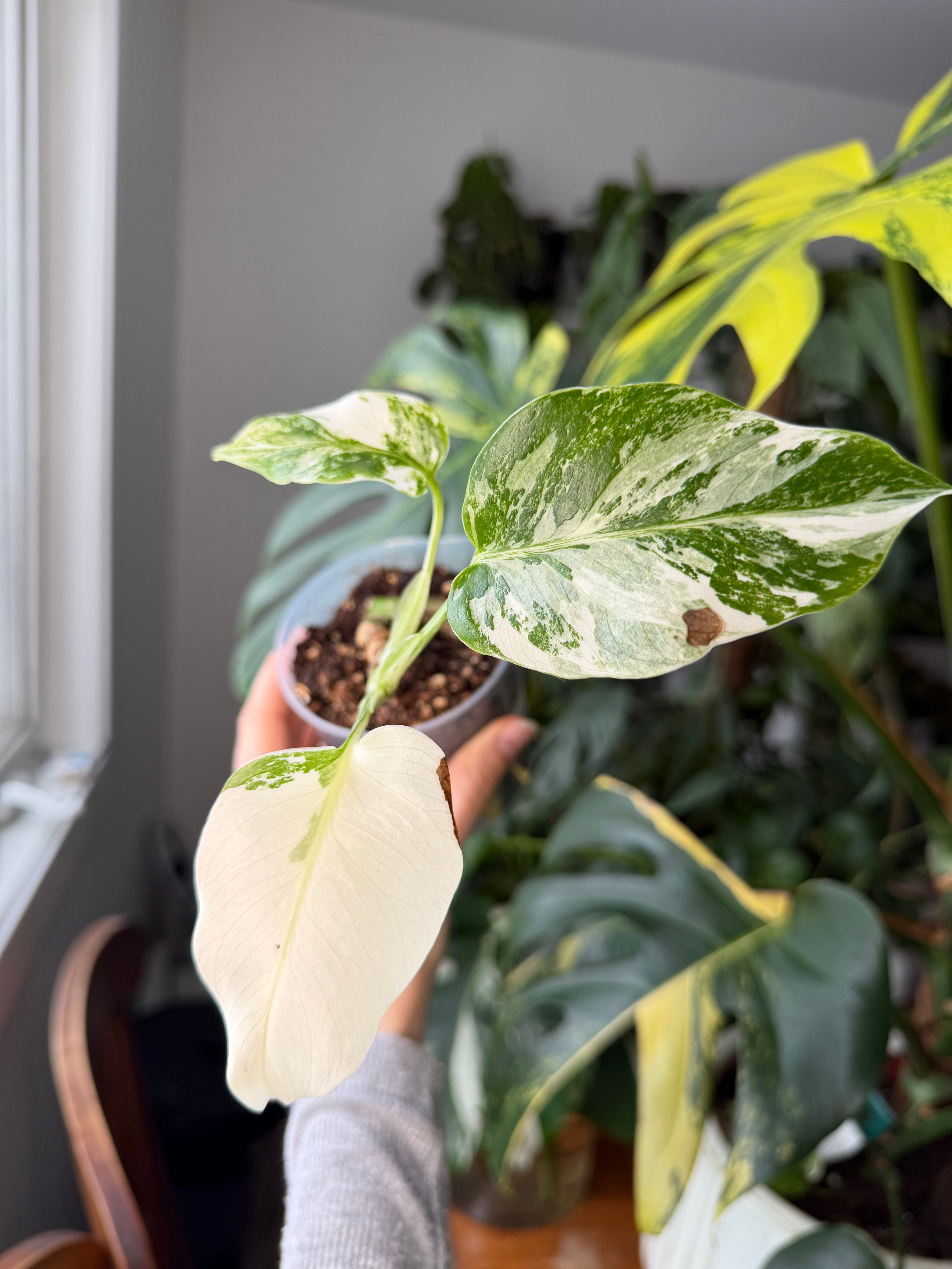 Monstera deliciosa albo bonsaï