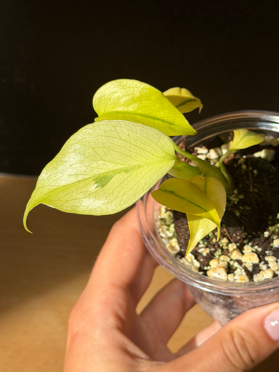 Miniature : Monstera green lava deliciosa variegata