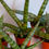 Miniature : Sanseviera cylindrica étoile de mer