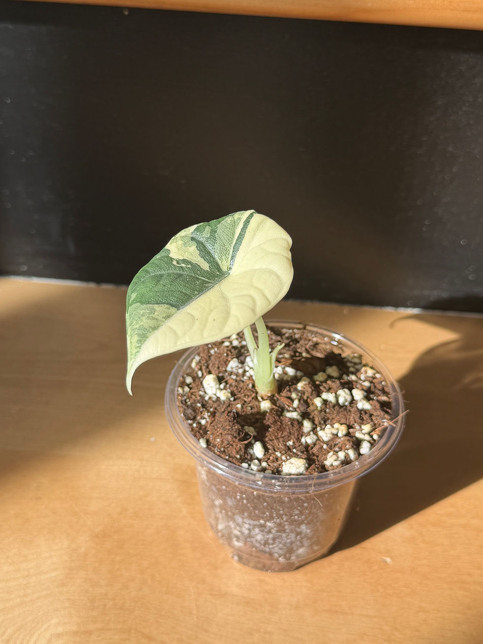 Miniature : Alocasia maharani albo
