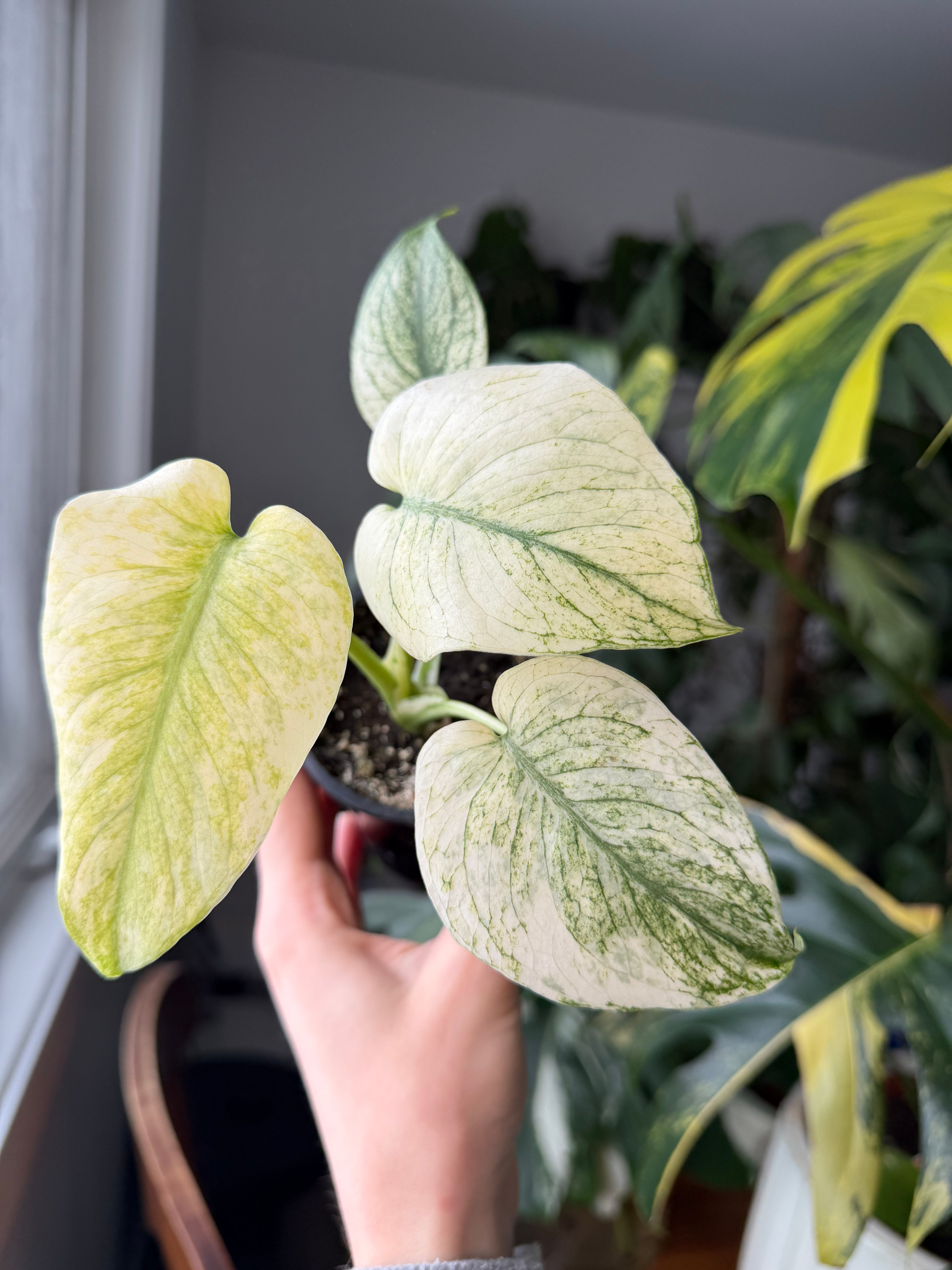 Monstera white monster