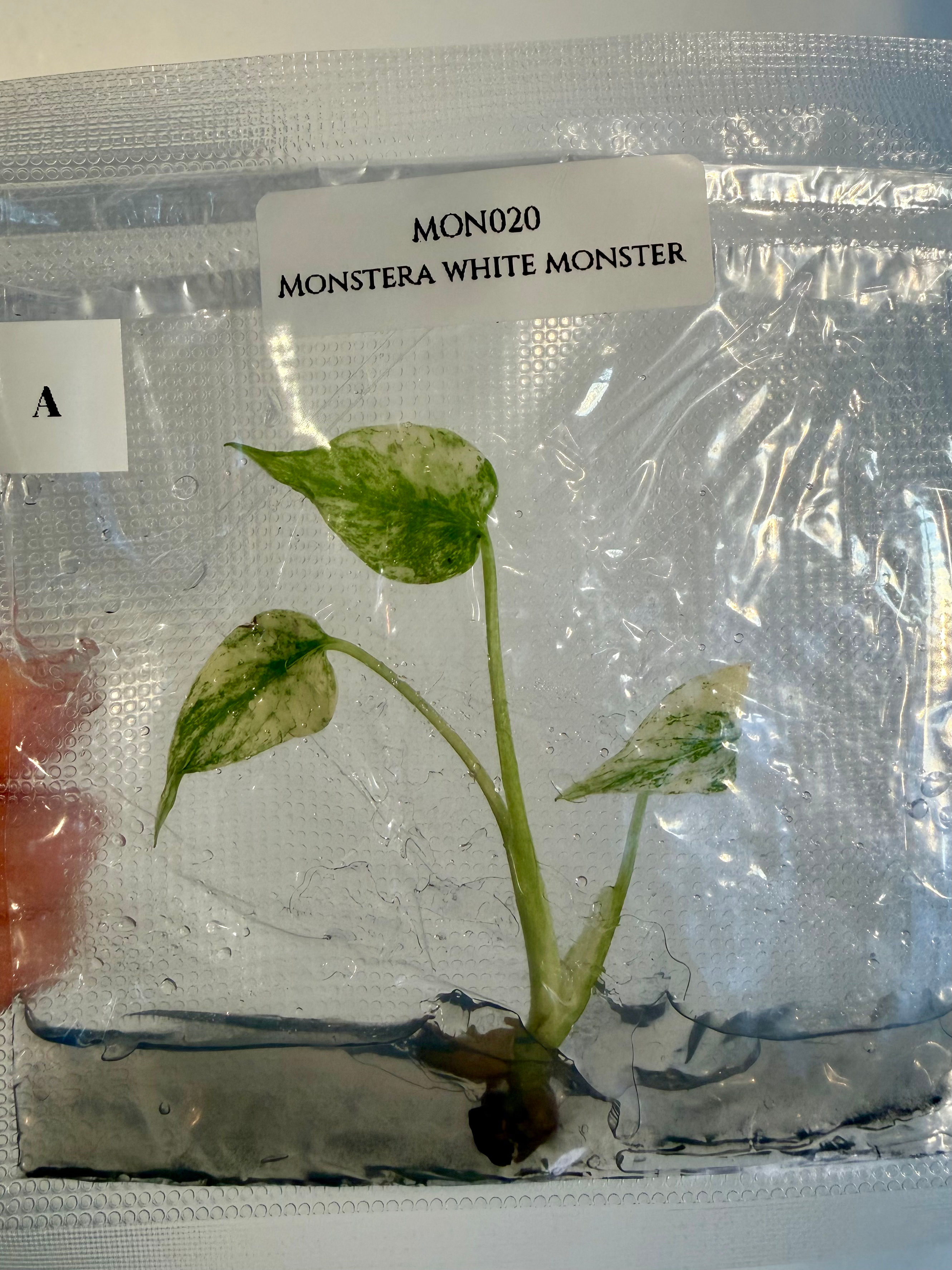 Monstera white monster