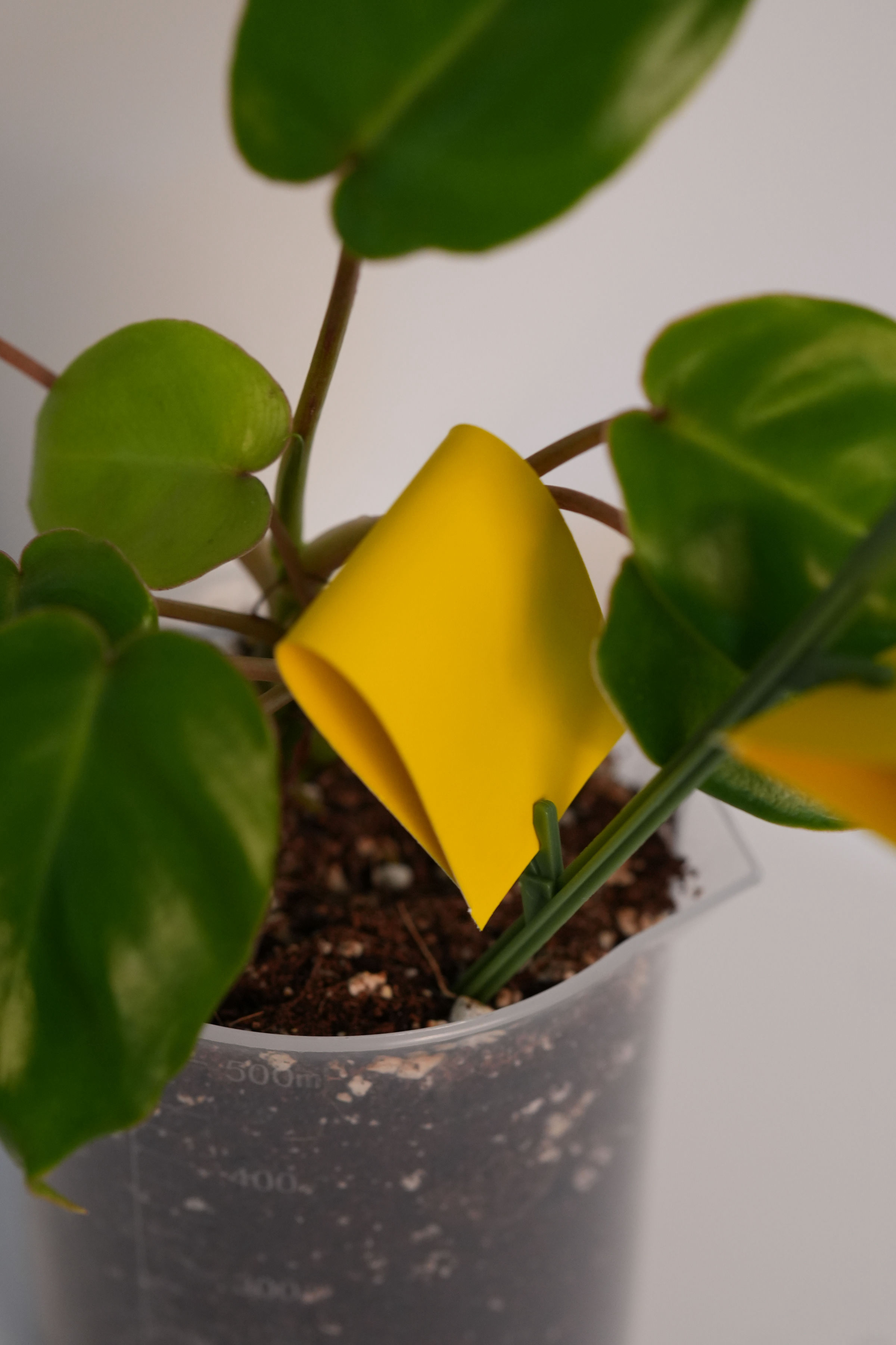 Pièges collants jaunes (anti-moucherons & ravageurs)