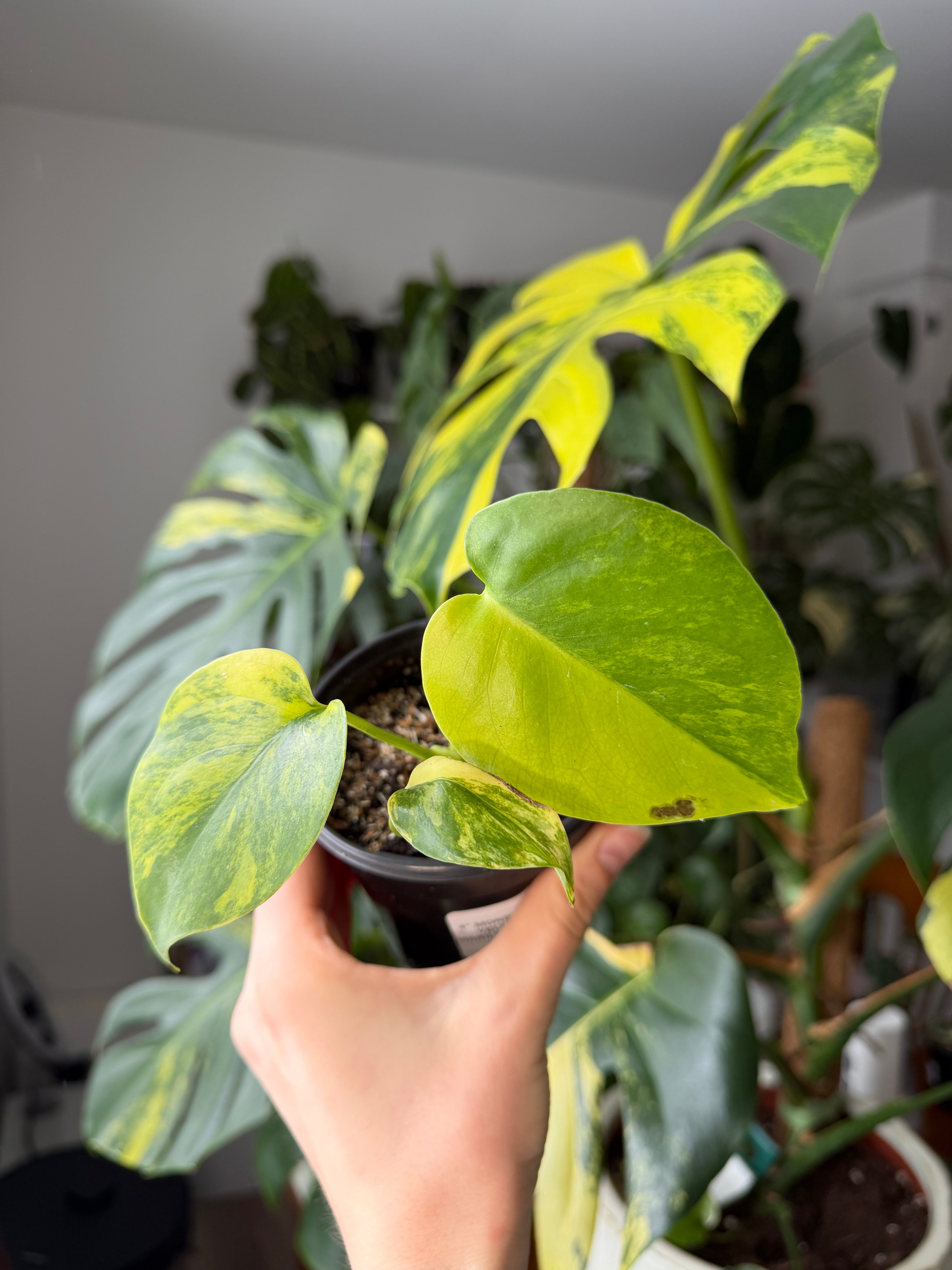 Monstera deliciosa yellow marilyn