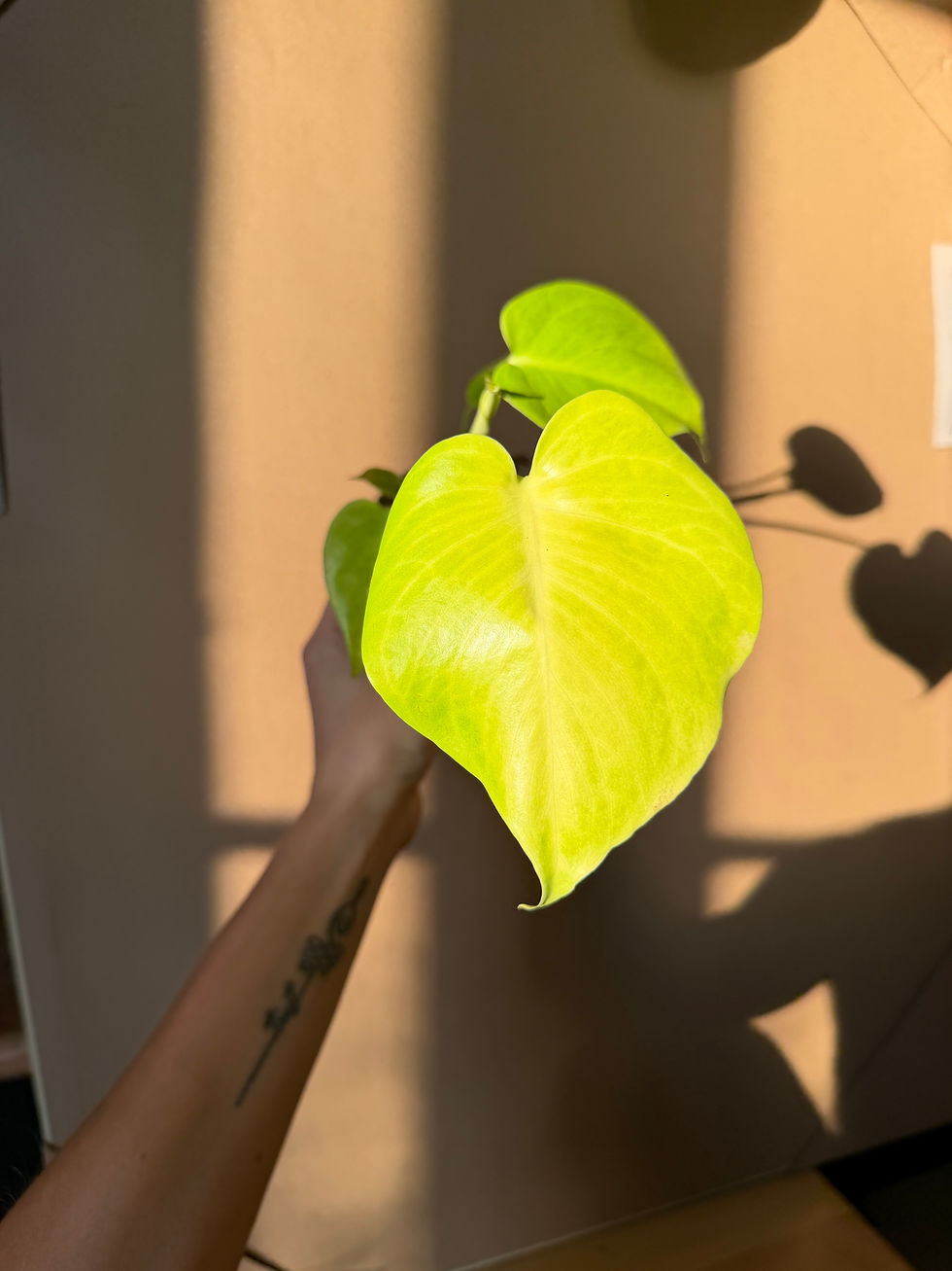 Miniature : Monstera lemon lime 