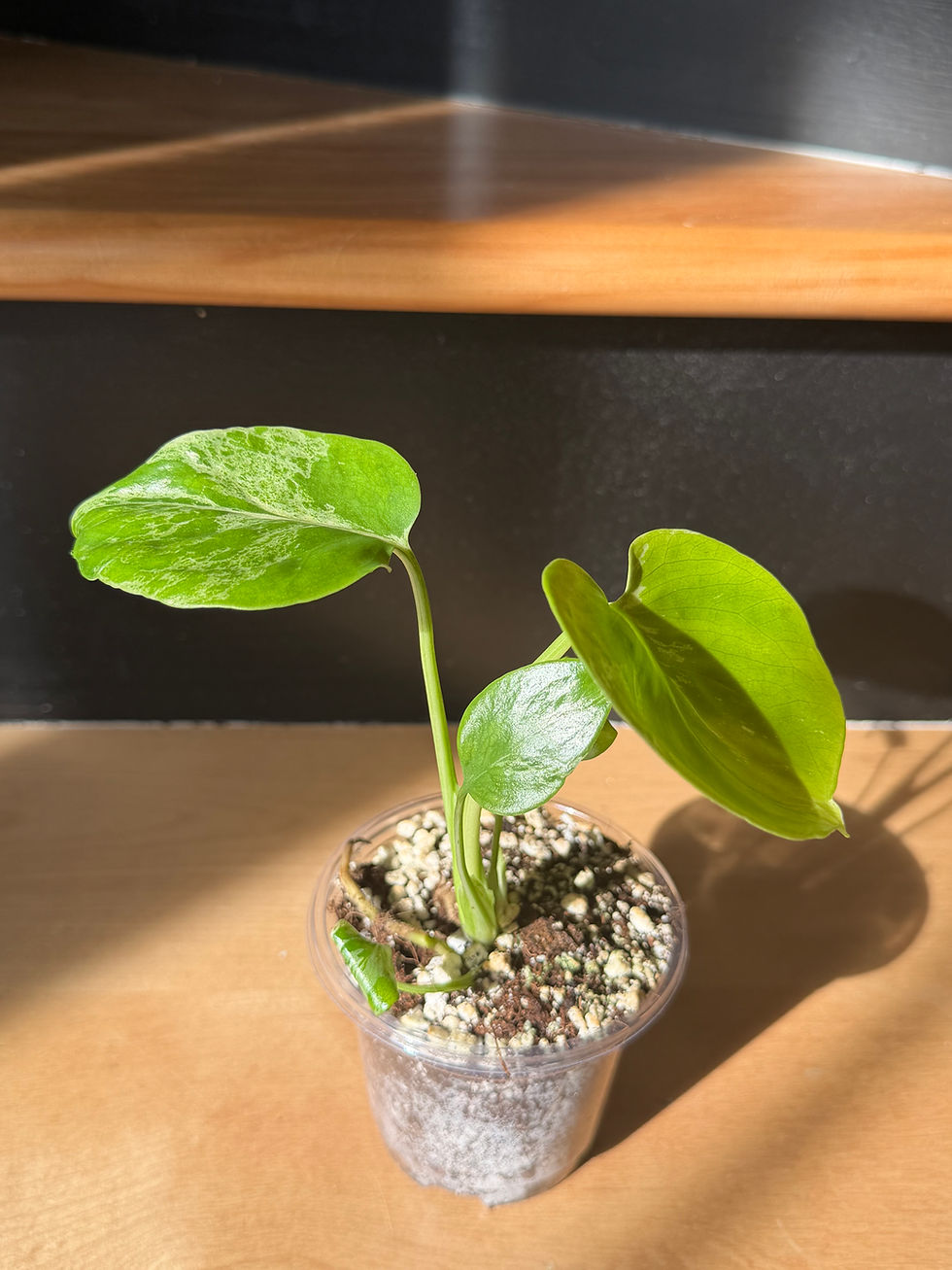 Miniature : Monstera deliciosa vietciosa