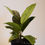 Miniature : Ficus shivereana moonshine