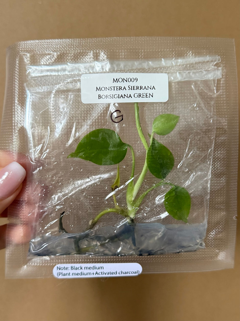 Miniature : Monstera sierrana borsigiana green