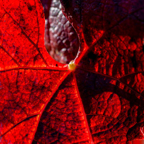 Red Merlot leaf in autumn at La Closerie de Fronsac, capturing the essence of the wine-growing terroir in the heart of the harvest season.