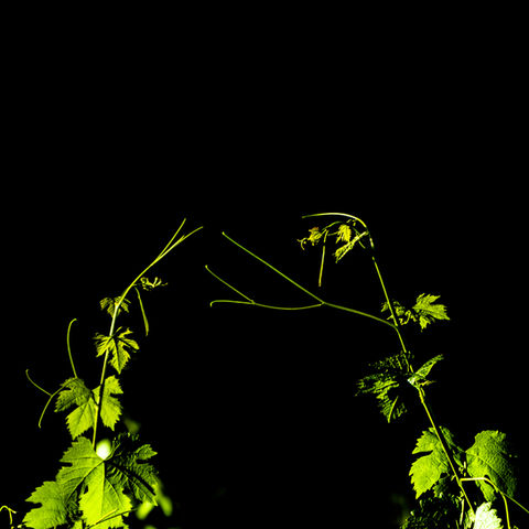 Vue de feuilles de vignes a contre-jour