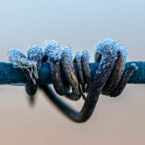The frozen tendril at La Closerie de Fronsac symbolizes the winter beauty of the wine-growing region, between nature and tradition.