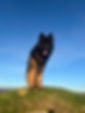 IMG_8329.jpeg