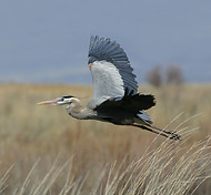 Scotts Farm Heron