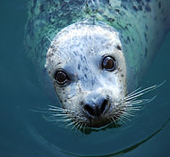 Scotts Farm Grey Seal