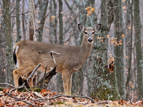 Brentwood, TN | Featured Military Retirement Location