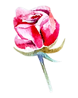 Watercolor Rose Illustration_edited.png