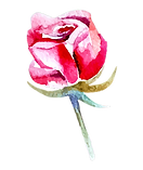 Watercolor Rose Illustration_edited.png