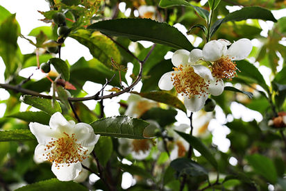 霜降, 말씨로 생각을 꽃 피우는 일