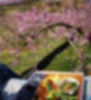 桃の花畑でランチ!インテリアコーディネーターのブログ。