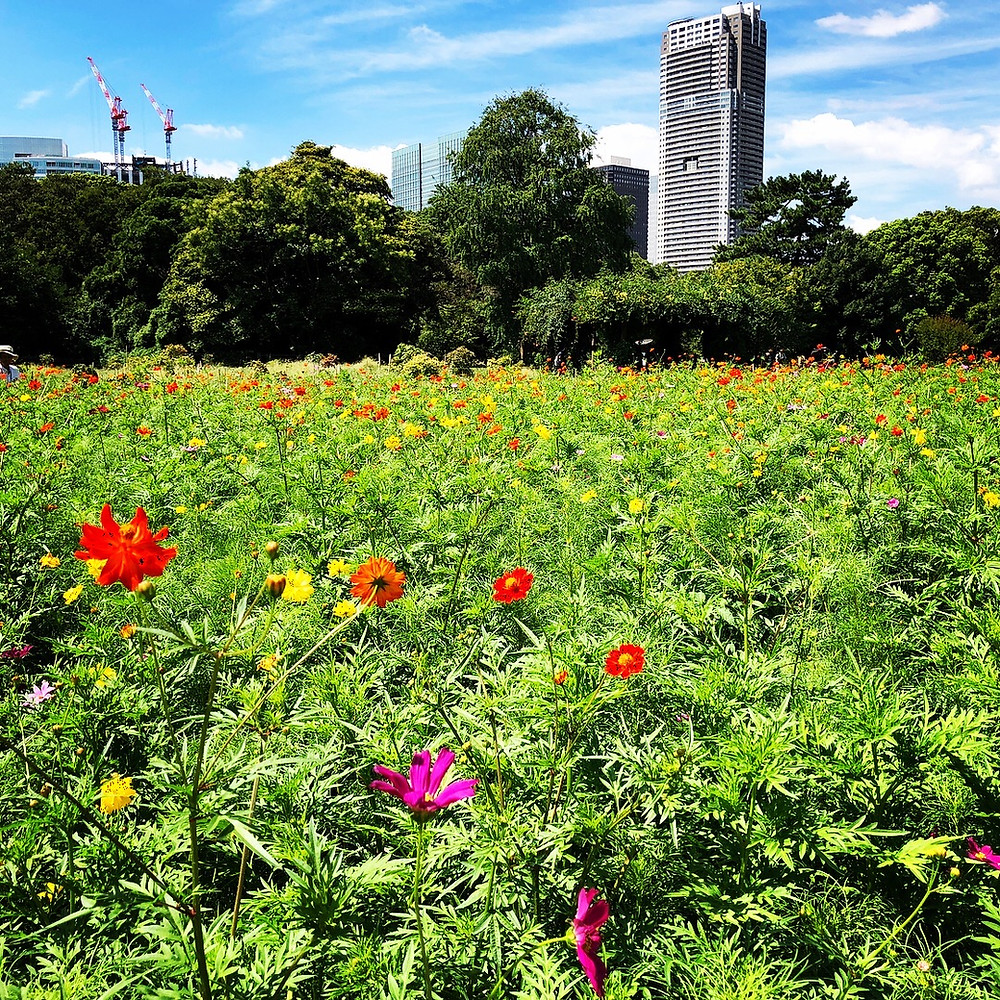 建築散歩１ 花畑と鷹の茶屋公開の浜離宮