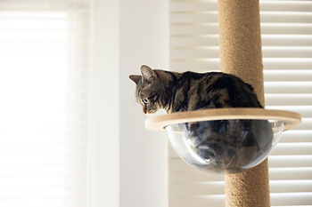 マンションリノベ、猫ちゃんの特等席も用意しました。