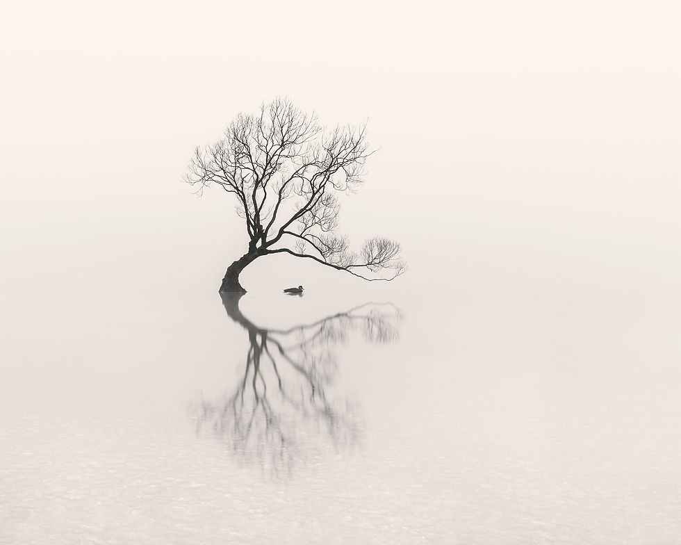 Misty Trees (1 of 3)