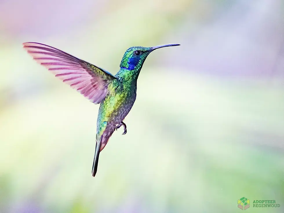 de kolibrie symboliseert de vreugde van het leven en de lichtheid van het zijn. Het vogeltje vliegt van bloem naar bloem en is altijd actief op zoek naar de zoetste nectar. Het leert ons de schoonheid in elke dag te zoeken, te genieten in het Hier en Nu en op zoek te gaan naar wat jou blij en gelukkig maakt.