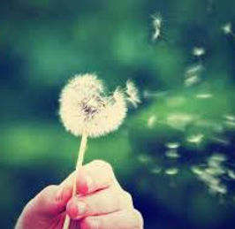 dandilion.jpg