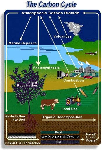 Carbon Cycle.gif
