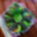 10- Dolmeh