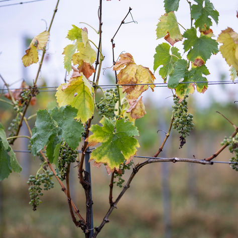 Yvorne Grandeur Nature : une expérience au cœur du vignoble