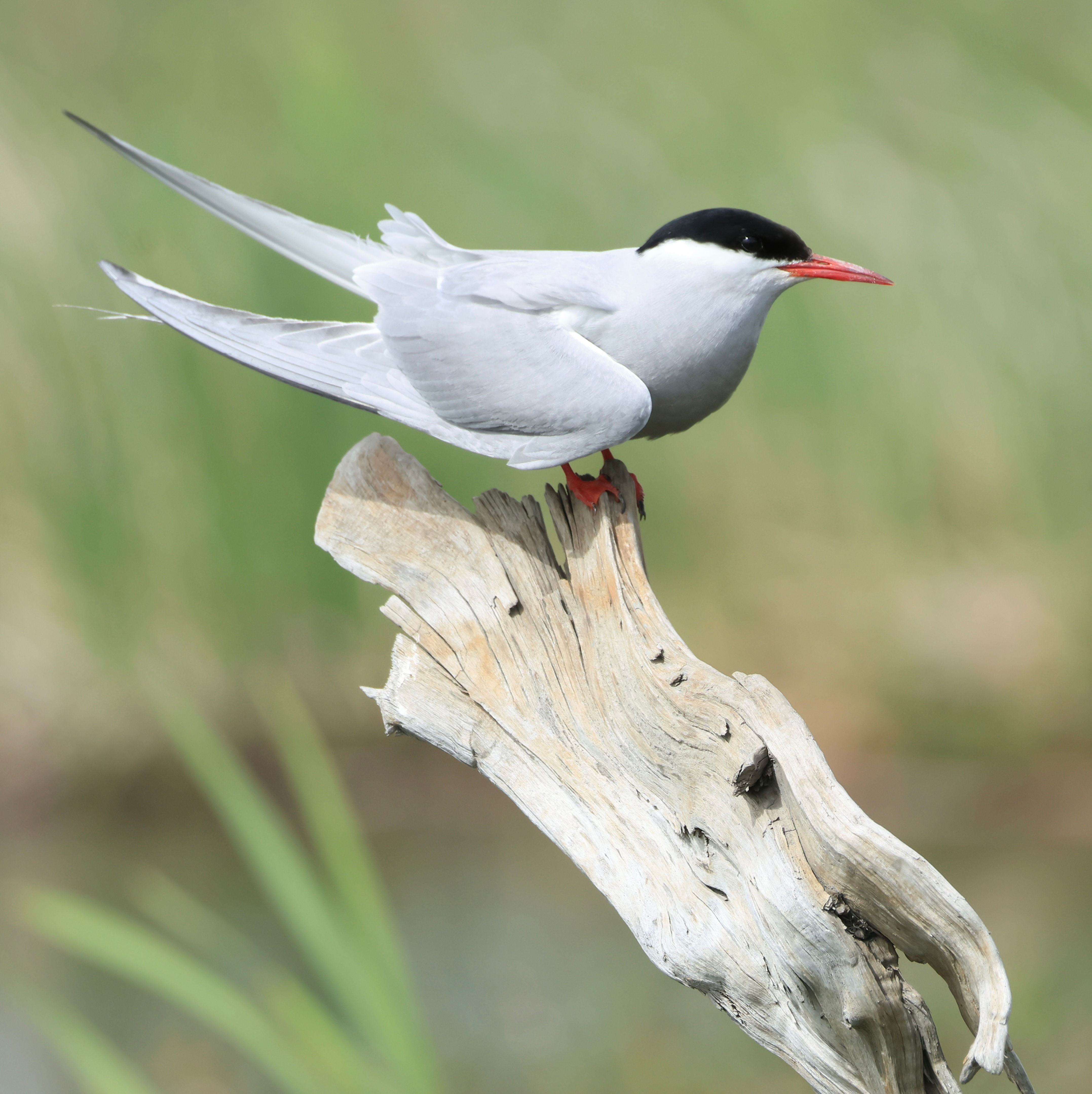 Arctic Tern