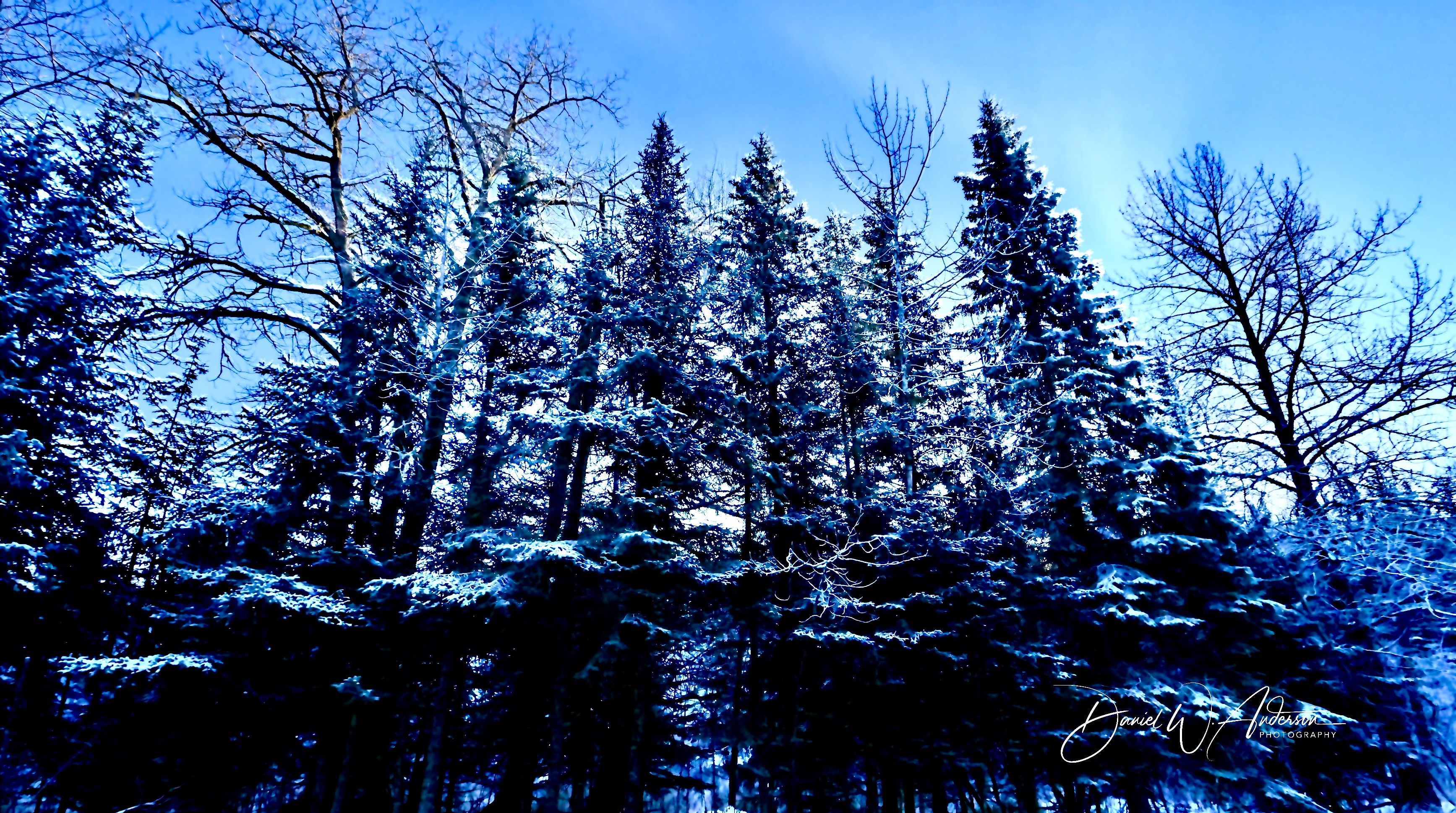 Winter Time Trees