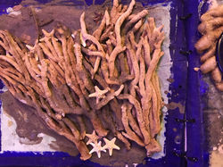 chayan khoi carnet de voyage grece (07).