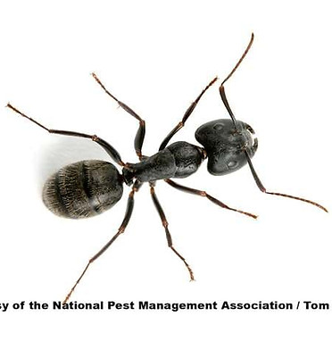 carpenter ant.jpg